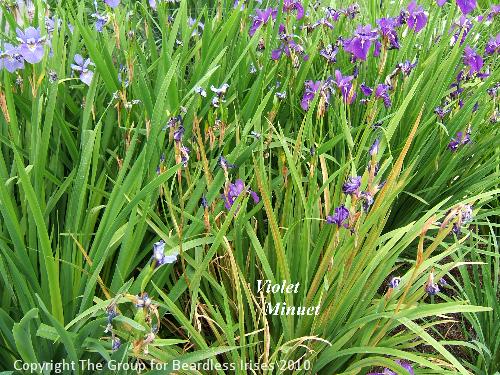 30 Violet Minuet